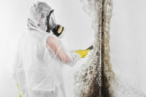 Best Black Mold Removal  in Madera, CA