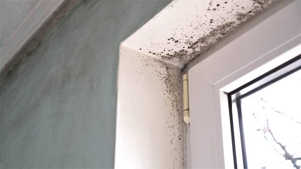Best Commercial Mold Removal  in Madera, CA