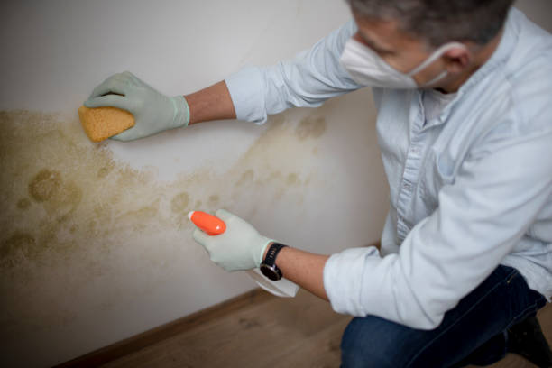 Best Fast Mold Removal  in Madera, CA
