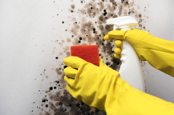 Reliable Madera, CA Mold Removal Solutions