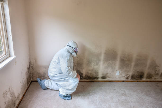 Best Mold Damage Repair  in Madera, CA