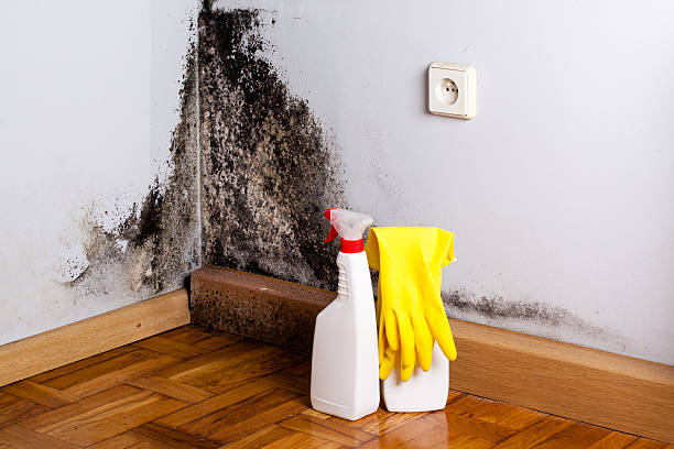 Best Mold Cleaning Services  in Madera, CA