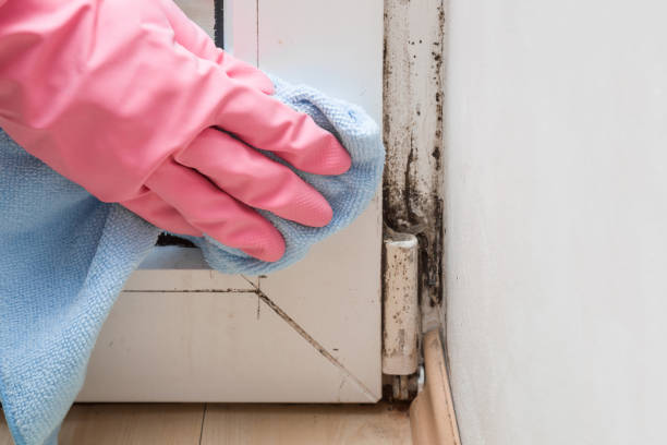 Best Black Mold Removal  in Madera, CA